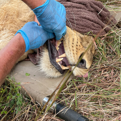 A doctor examining a lion's mouth_QENP_Aug_2025