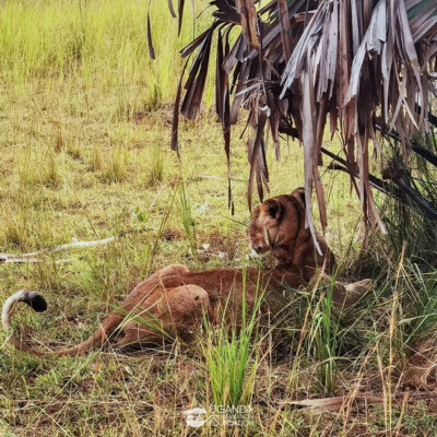 A lioness in MFNP (2)