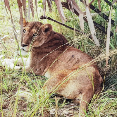 A lioness in MFNP
