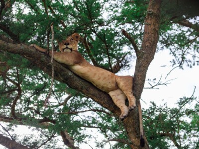 Queen Elizabeth National Park lions (1)
