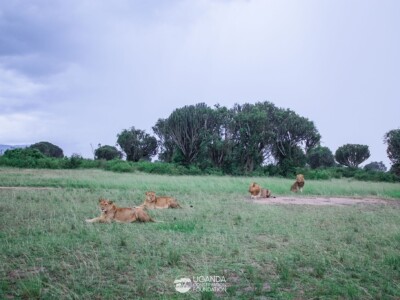 Queen Elizabeth National Park lions (2)