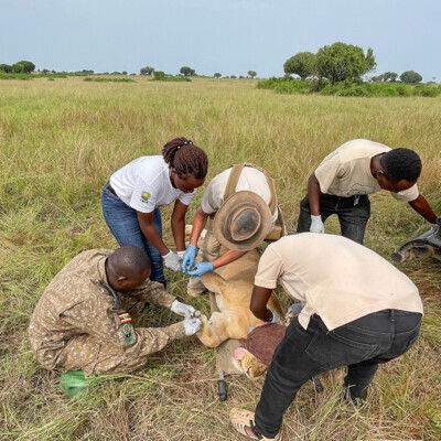 The QENP Lion monitoring team treating an injured lion_QENP_Aug_2025 (3)