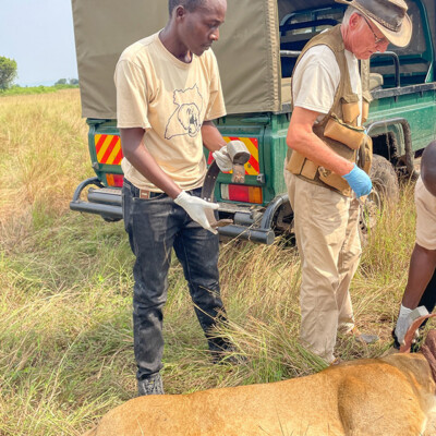 The QENP Lion monitoring team treating an injured lion_QENP_Aug_2025 (4)