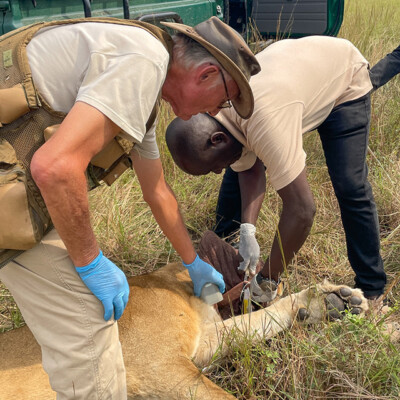 The QENP Lion monitoring team treating an injured lion_QENP_Aug_2025 (6)