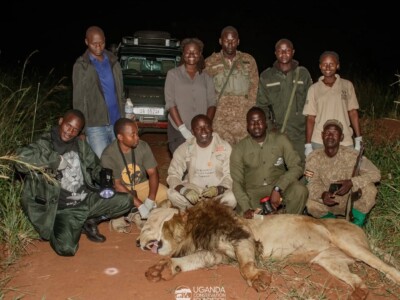 UCF and UWA teams after successfully collaring a lion in KVNP