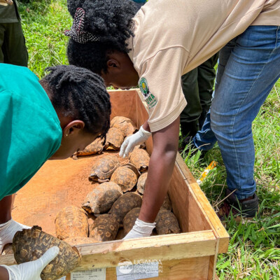 UWA and UWEC teams rewilding tortoises (2)