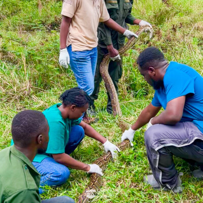 UWEC UWA and UCF teams working together to bring back a python to the wild (2)