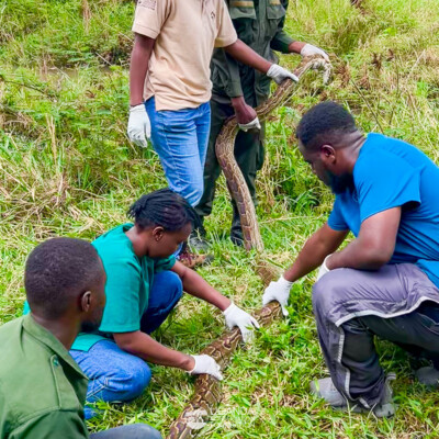 UWEC UWA and UCF teams working together to bring back a python to the wild (2)