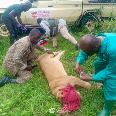 Dr Eric of UWA and Dr Crispus of UCF treating an injured lion with the help of Gilbert - the UCF Conservation Technologist and an UWA ranger_QENP_Aug_2024