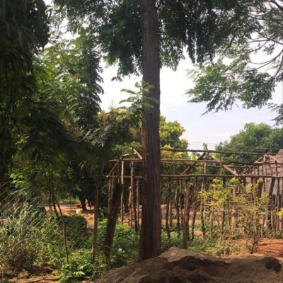 Pakwach Farmer Transforms 2020 Seedlings into Profitable Timber Harvest_2025 (3)