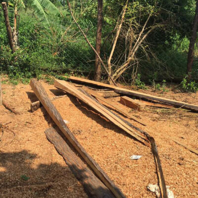 Pakwach Farmer Transforms 2020 Seedlings into Profitable Timber Harvest_2025 (3)