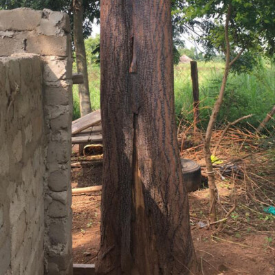 Pakwach Farmer Transforms 2020 Seedlings into Profitable Timber Harvest_2025 (3)