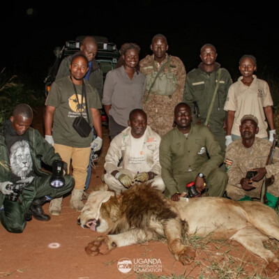 UCF and UWA teams collaring a lion in Kidepo Valley national park_June_2025 (1)