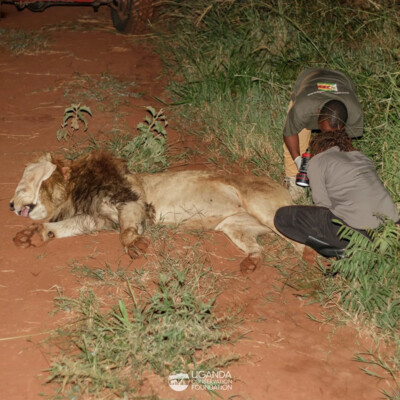 UCF and UWA teams collaring a lion in Kidepo Valley national park_June_2025 (1)