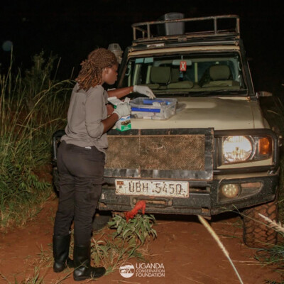 UCF and UWA teams collaring a lion in Kidepo Valley national park_June_2025 (1)
