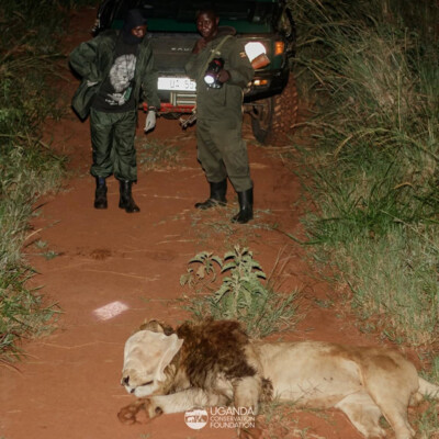 UCF and UWA teams collaring a lion in Kidepo Valley national park_June_2025 (1)