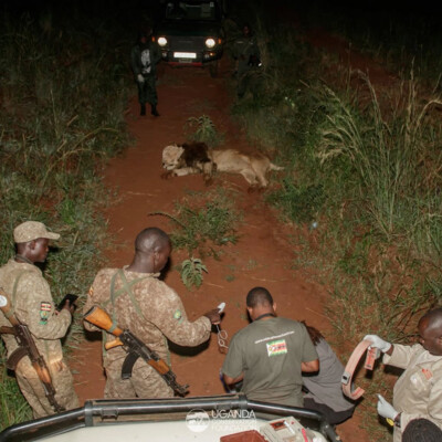 UCF and UWA teams collaring a lion in Kidepo Valley national park_June_2025 (1)