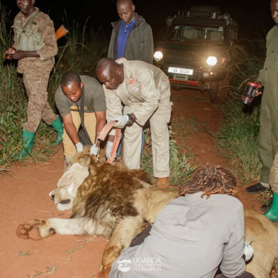 UCF and UWA teams collaring a lion in Kidepo Valley national park_June_2025 (1)