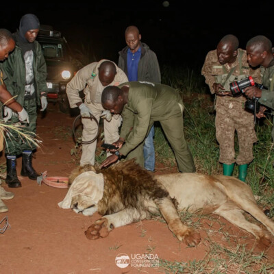 UCF and UWA teams collaring a lion in Kidepo Valley national park_June_2025 (1)
