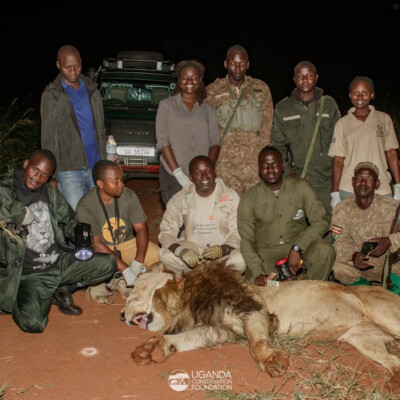 UCF and UWA teams collaring a lion in Kidepo Valley national park_June_2025 (1)