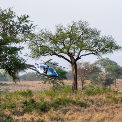 Experts on a flight looking for elephants