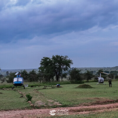 Helicopters used during the Kidepo Elephant collaring