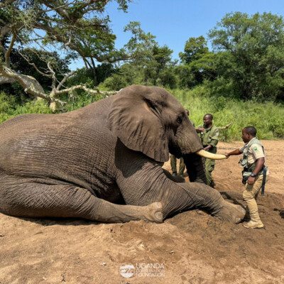 Kidepo - Turkana transboundary elephant collaring (1)
