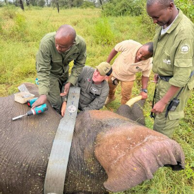 Kidepo - Turkana transboundary elephant collaring