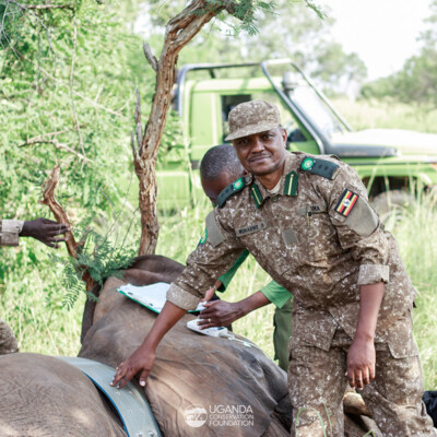 Kidepo - Turkana transboundary elephant collaring