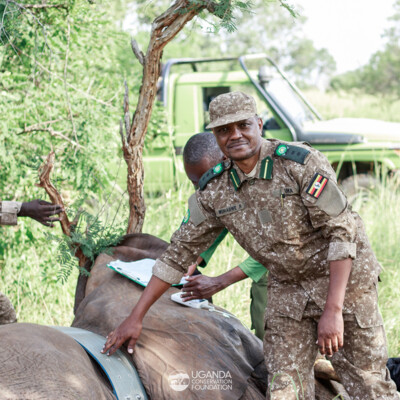 Kidepo - Turkana transboundary elephant collaring