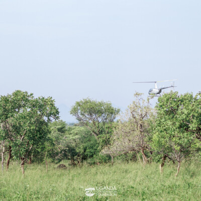 Kidepo - Turkana transboundary elephant collaring