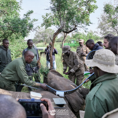 Kidepo - Turkana transboundary elephant collaring