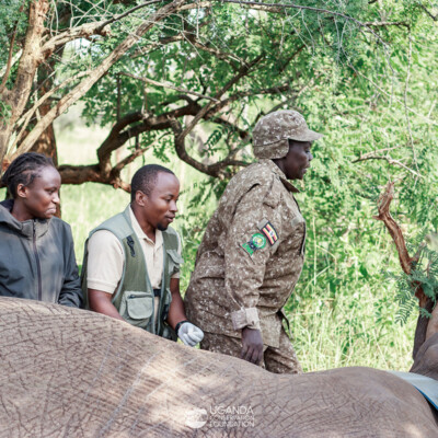 Kidepo - Turkana transboundary elephant collaring