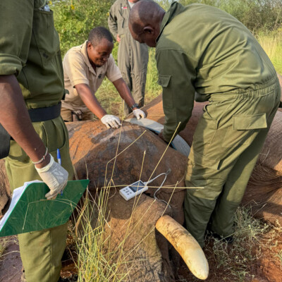 Kidepo - Turkana transboundary elephant collaring