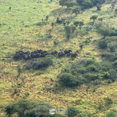 Kidepo - Turkana transboundary elephant collaring