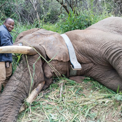 Kidepo - Turkana transboundary elephant collaring
