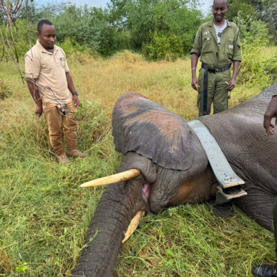 Kidepo - Turkana transboundary elephant collaring