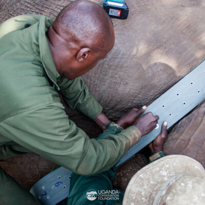Kidepo - Turkana transboundary elephant collaring