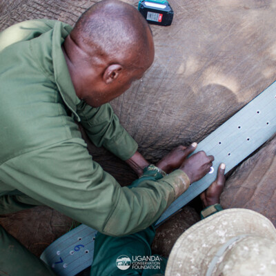 Kidepo - Turkana transboundary elephant collaring