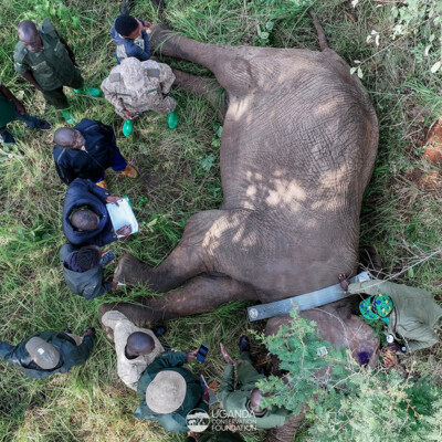 Kidepo - Turkana transboundary elephant collaring
