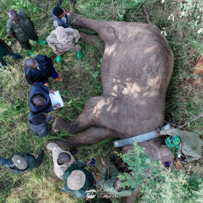 Kidepo - Turkana transboundary elephant collaring