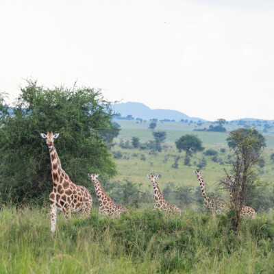Rothschild Giraffes in Kidepo Valley National Park (14)