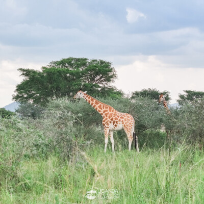 Rothschild Giraffes in Kidepo Valley National Park (17)