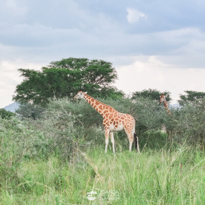 Rothschild Giraffes in Kidepo Valley National Park (17)