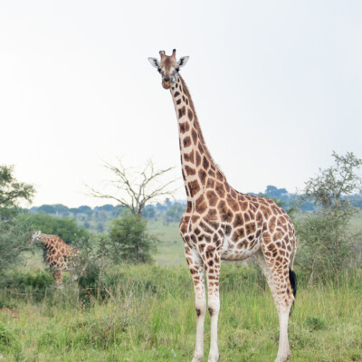 Rothschild Giraffes in Kidepo Valley National Park (18)