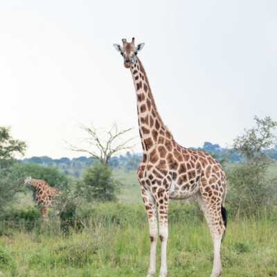 Rothschild Giraffes in Kidepo Valley National Park (18)