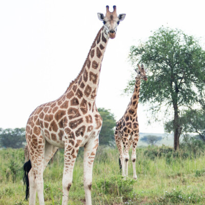 Rothschild Giraffes in Kidepo Valley National Park (19)