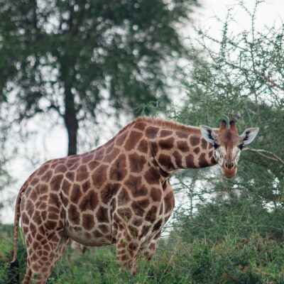 Rothschild Giraffes in Kidepo Valley National Park (20)