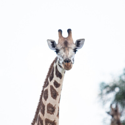 Rothschild Giraffes in Kidepo Valley National Park (21)