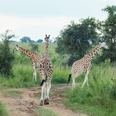 Rothschild Giraffes in Kidepo Valley National Park (22)